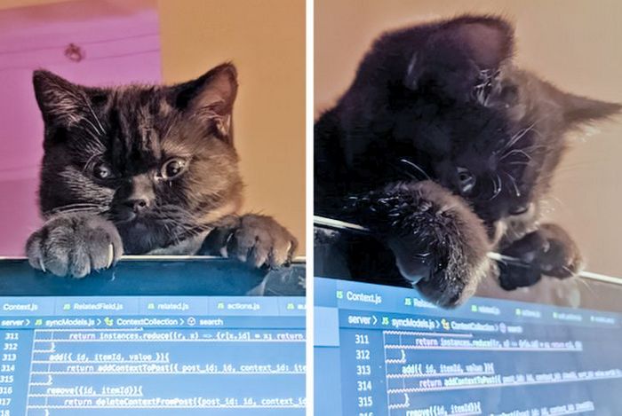 25 bichinhos fofos que simplesmente não conseguem viver sem seus humanos 10