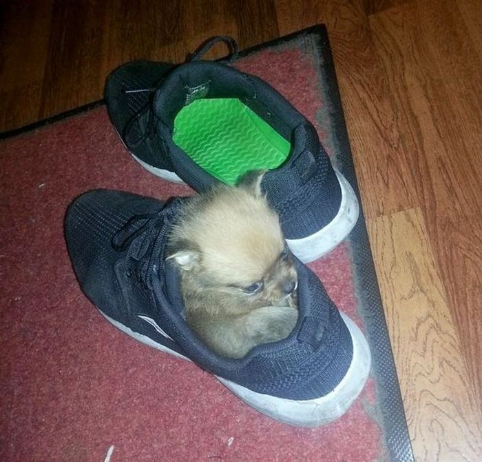 25 bichinhos fofos que simplesmente não conseguem viver sem seus humanos 14