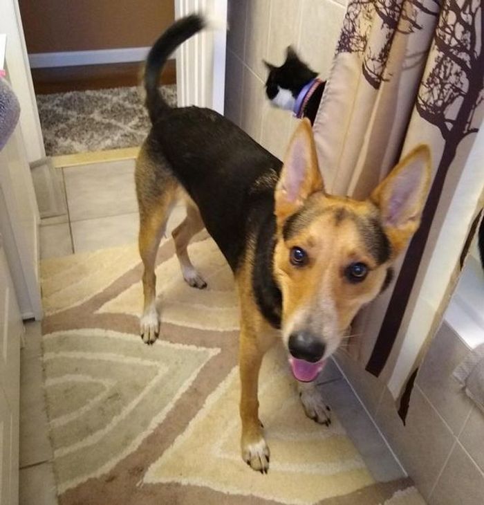 25 bichinhos fofos que simplesmente não conseguem viver sem seus humanos 15