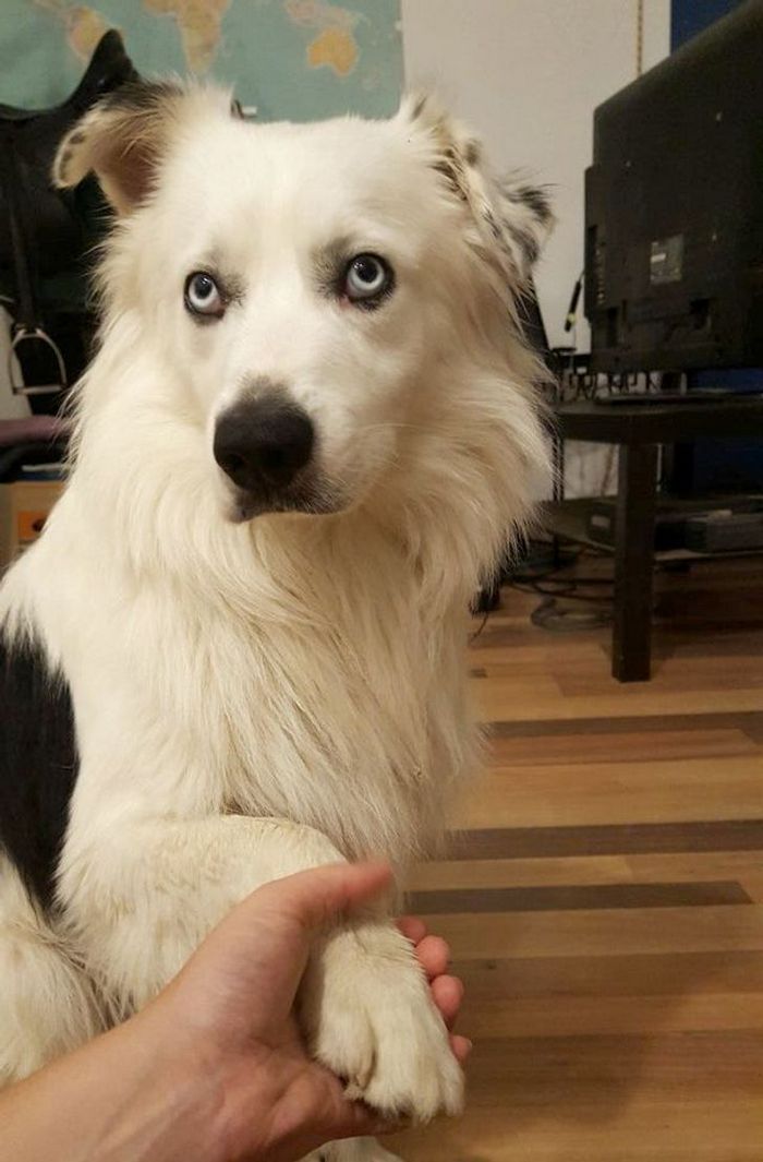 25 bichinhos fofos que simplesmente não conseguem viver sem seus humanos 16