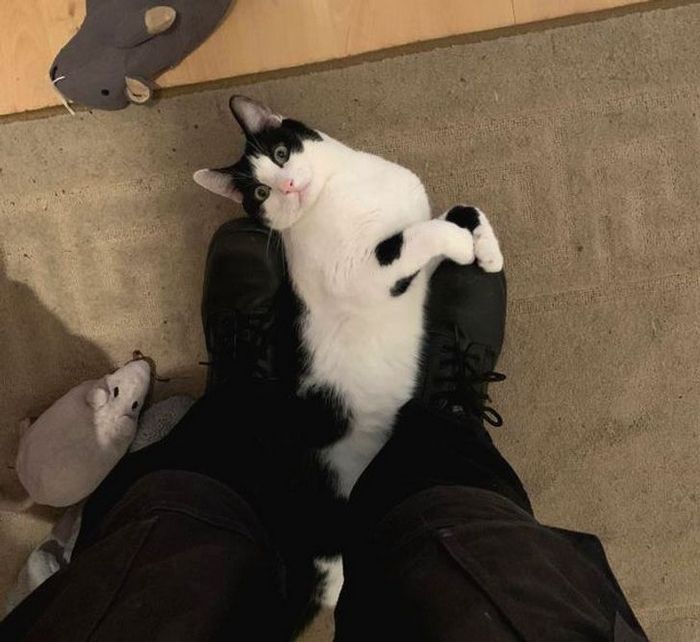 25 bichinhos fofos que simplesmente não conseguem viver sem seus humanos 17