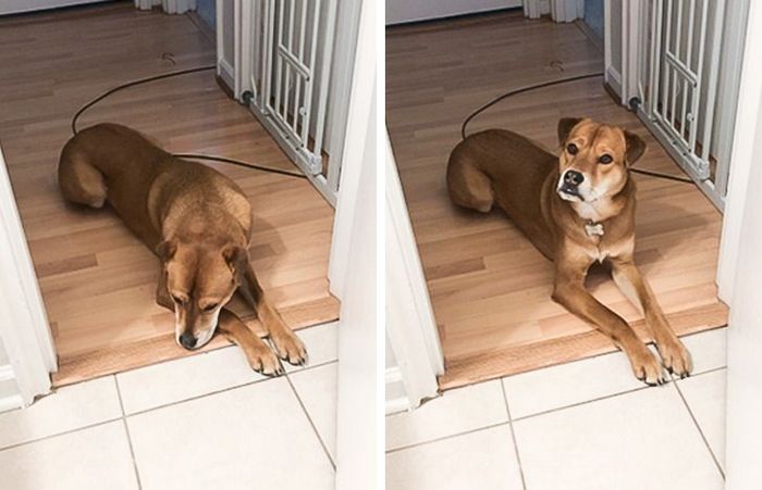 25 bichinhos fofos que simplesmente não conseguem viver sem seus humanos 18