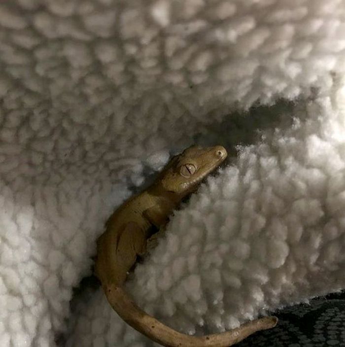 25 bichinhos fofos que simplesmente não conseguem viver sem seus humanos 19