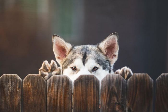 25 bichinhos fofos que simplesmente não conseguem viver sem seus humanos 20