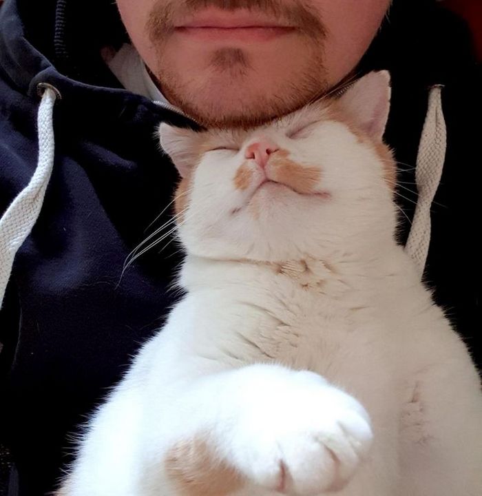 25 bichinhos fofos que simplesmente não conseguem viver sem seus humanos 22