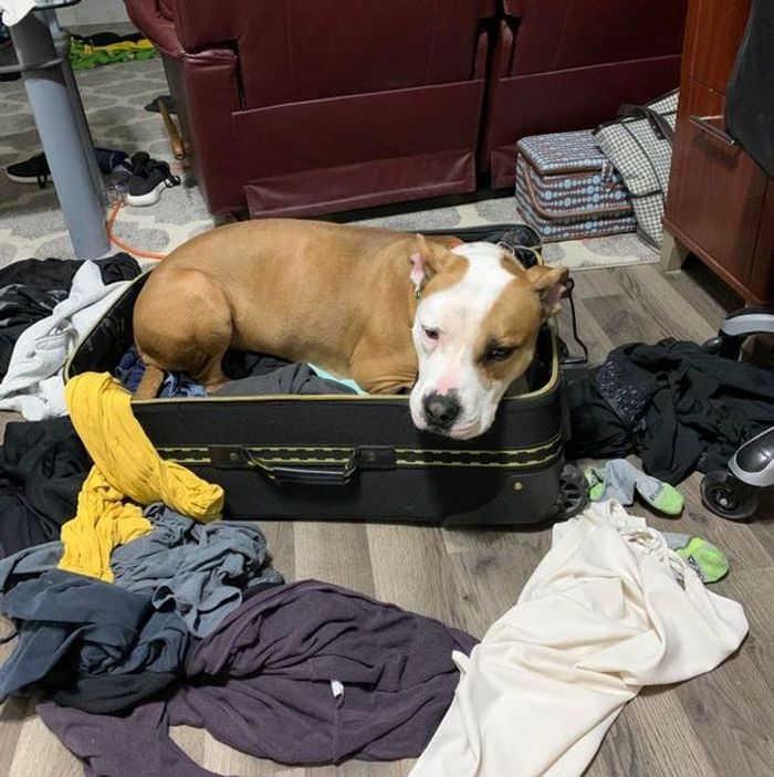 25 bichinhos fofos que simplesmente não conseguem viver sem seus humanos 23