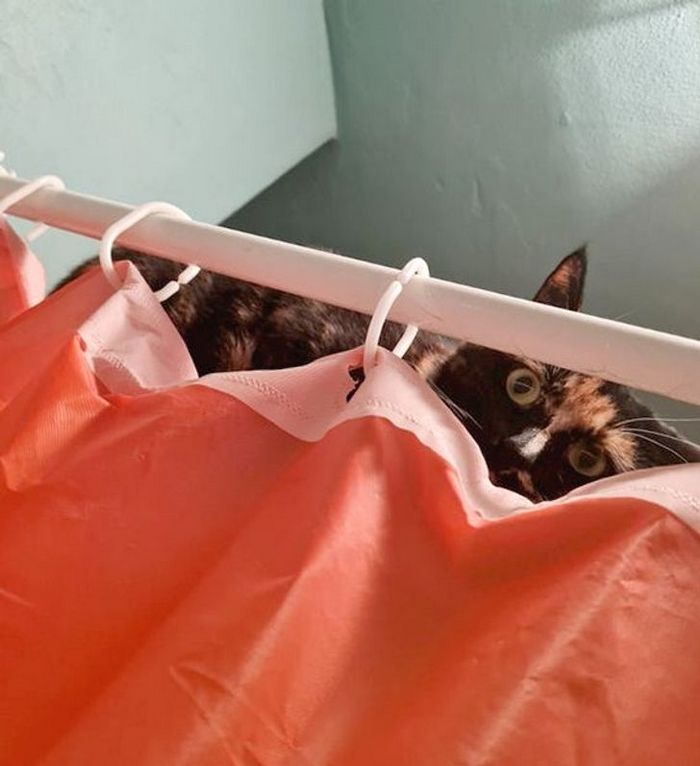 25 bichinhos fofos que simplesmente não conseguem viver sem seus humanos 24