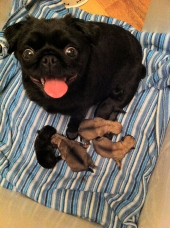 44 cachorros orgulhosos com seus filhotes 4