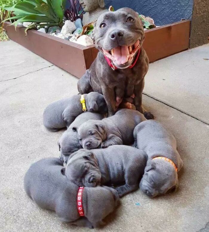 44 cachorros orgulhosos com seus filhotes 14