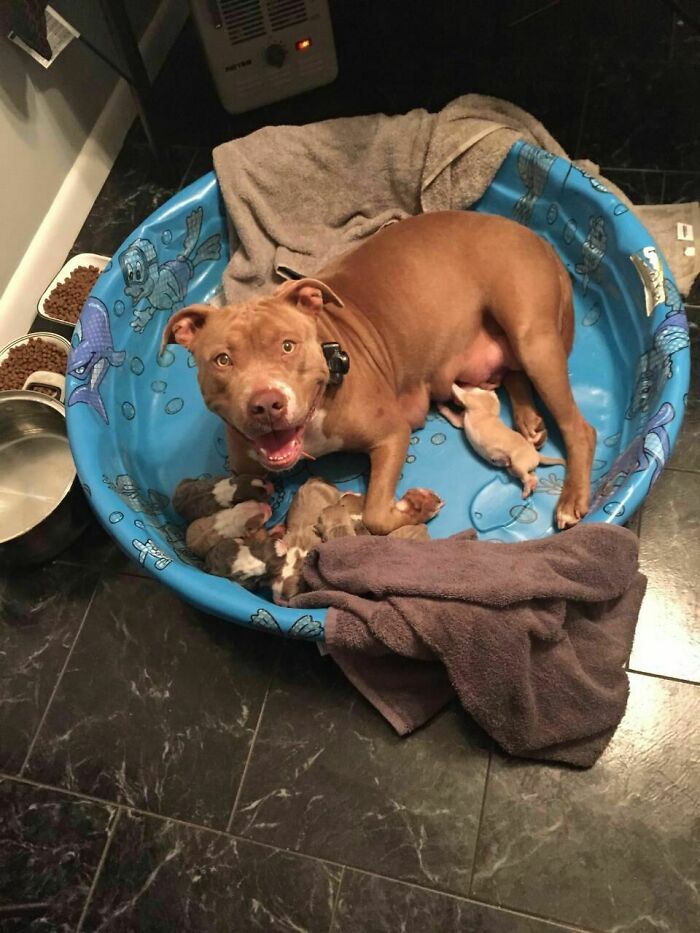 44 cachorros orgulhosos com seus filhotes 14