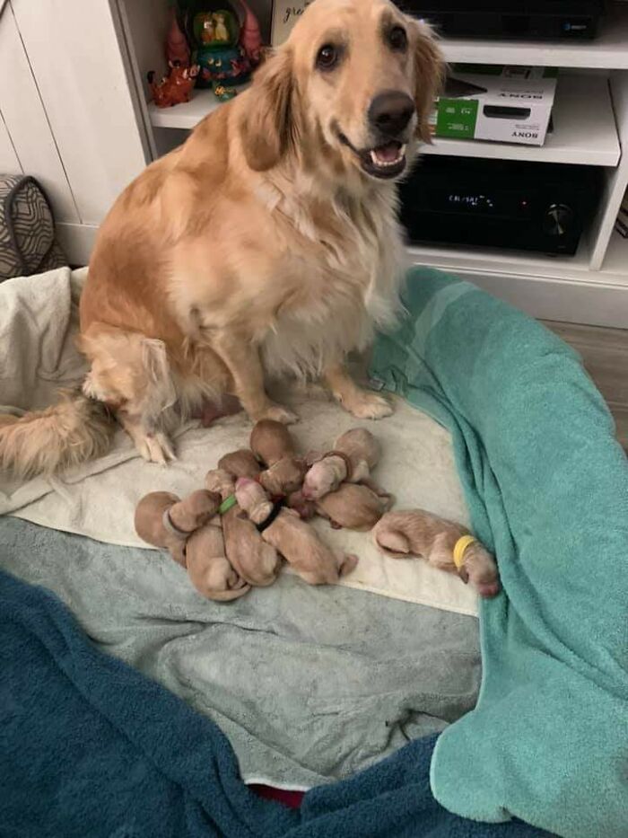 44 cachorros orgulhosos com seus filhotes 15