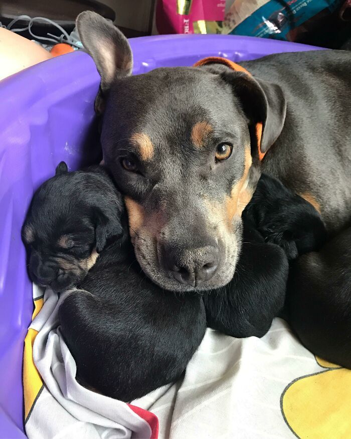 44 cachorros orgulhosos com seus filhotes 16