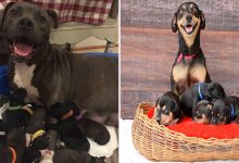 44 cachorros orgulhosos com seus filhotes 16