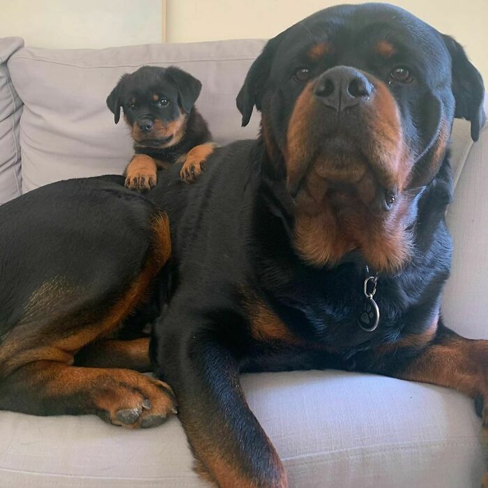 44 cachorros orgulhosos com seus filhotes 24