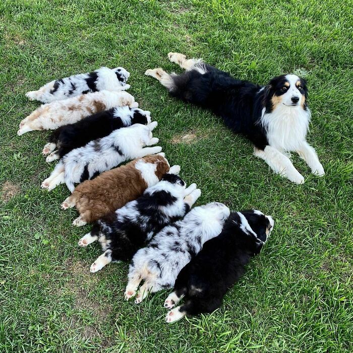 44 cachorros orgulhosos com seus filhotes 29