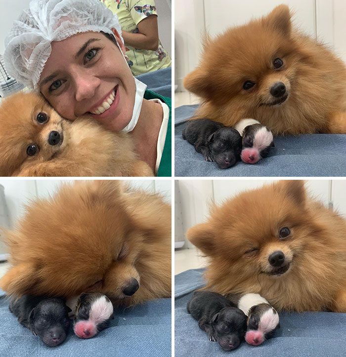 44 cachorros orgulhosos com seus filhotes 34