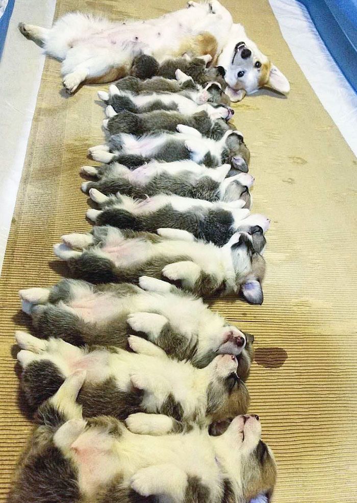 44 cachorros orgulhosos com seus filhotes 37