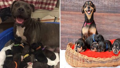 44 cachorros orgulhosos com seus filhotes 47