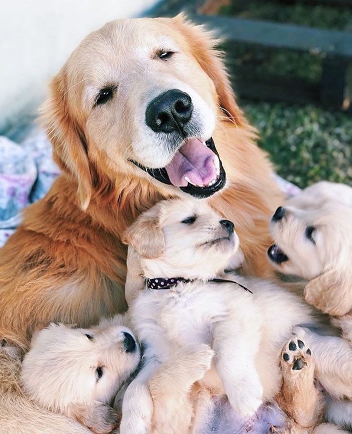 44 cachorros orgulhosos com seus filhotes 41