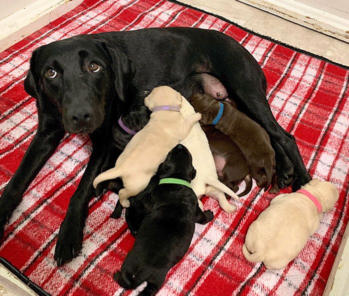 44 cachorros orgulhosos com seus filhotes 44