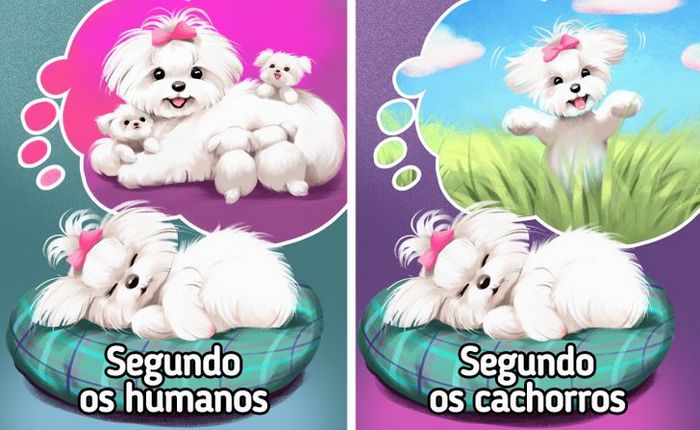 9 curiosidades sobre castração de cachorros e gatos 1