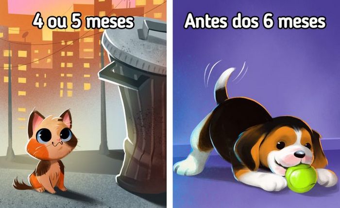 9 curiosidades sobre castração de cachorros e gatos 3