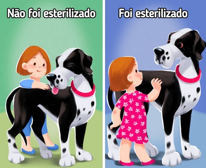 9 curiosidades sobre castração de cachorros e gatos 6