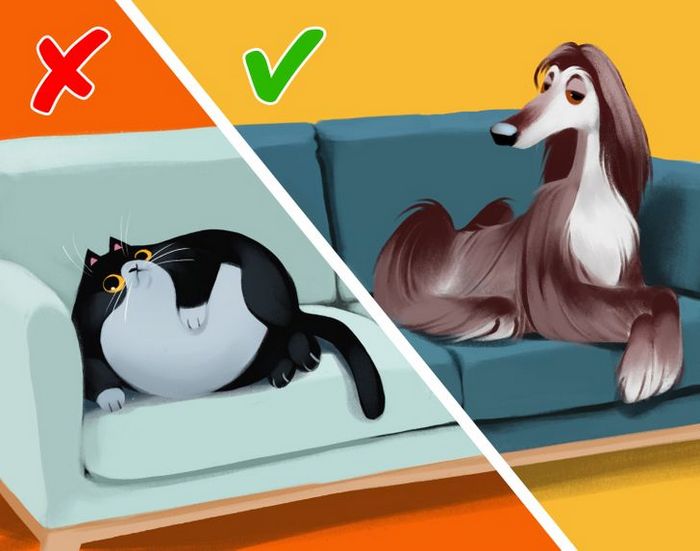 9 curiosidades sobre castração de cachorros e gatos 7