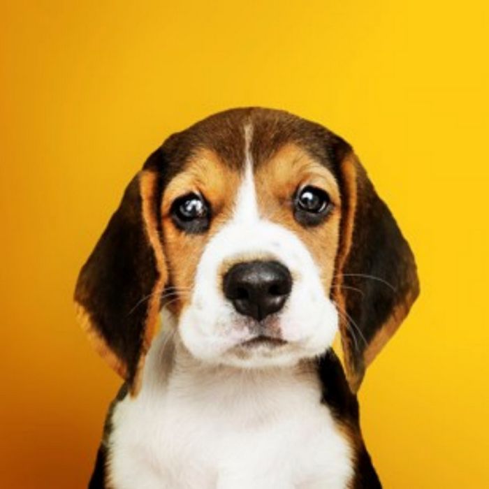 Descubra quando o seu maior desejo se tornará realidade 3