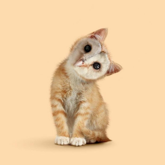 Esta agência de design transforma animais, plantas e outras coisas em imagens surreais usando o Photoshop (48 fotos) 1