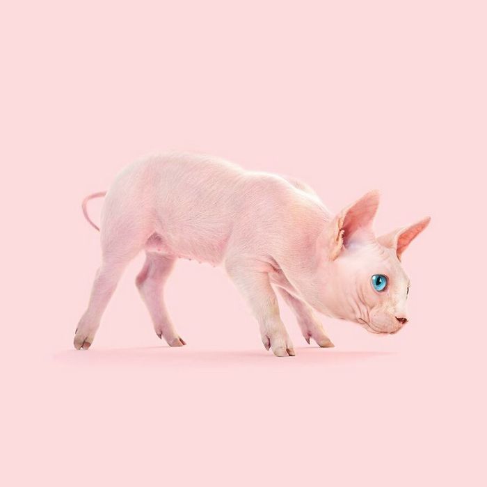 Esta agência de design transforma animais, plantas e outras coisas em imagens surreais usando o Photoshop (48 fotos) 3