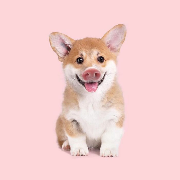 Esta agência de design transforma animais, plantas e outras coisas em imagens surreais usando o Photoshop (48 fotos) 6