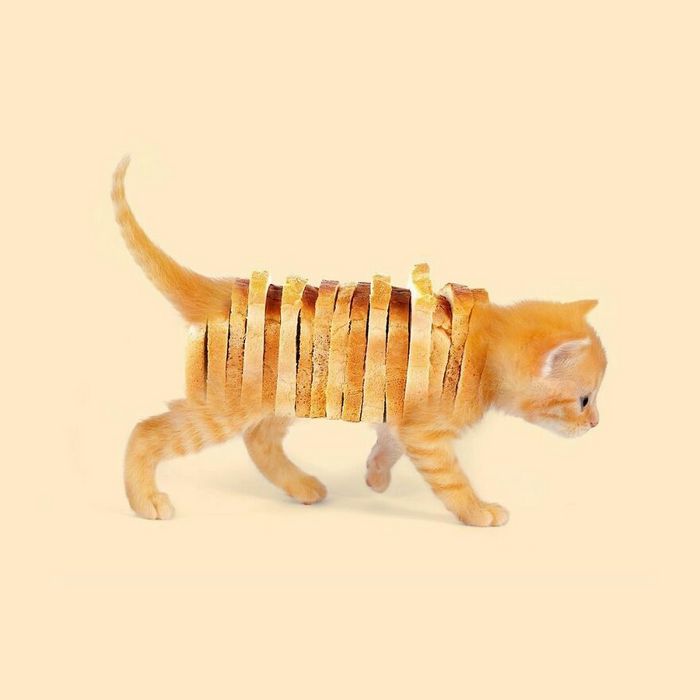 Esta agência de design transforma animais, plantas e outras coisas em imagens surreais usando o Photoshop (48 fotos) 9