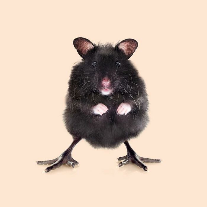 Esta agência de design transforma animais, plantas e outras coisas em imagens surreais usando o Photoshop (48 fotos) 14