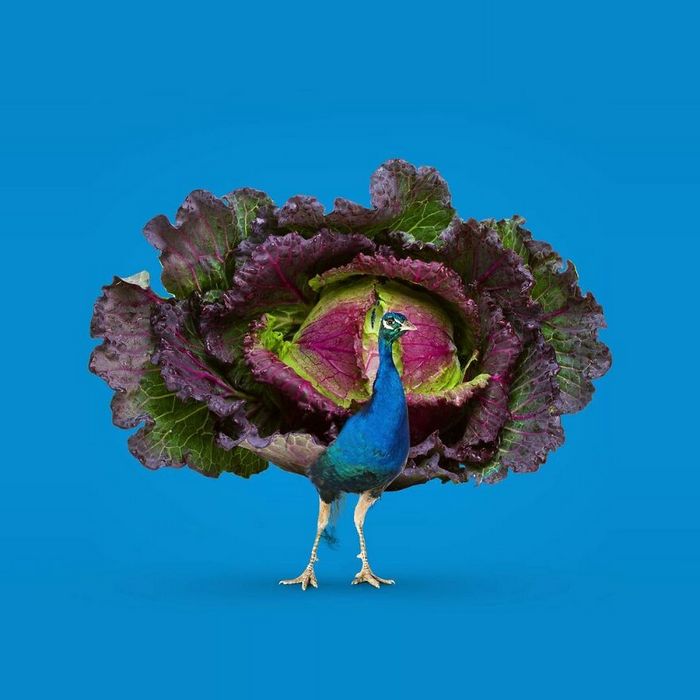 Esta agência de design transforma animais, plantas e outras coisas em imagens surreais usando o Photoshop (48 fotos) 21