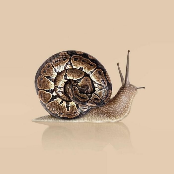 Esta agência de design transforma animais, plantas e outras coisas em imagens surreais usando o Photoshop (48 fotos) 24