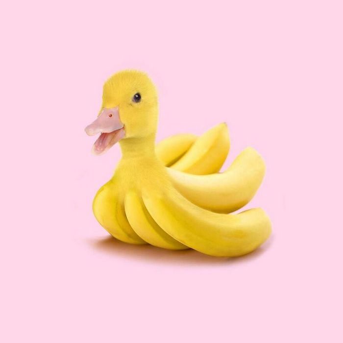 Esta agência de design transforma animais, plantas e outras coisas em imagens surreais usando o Photoshop (48 fotos) 34