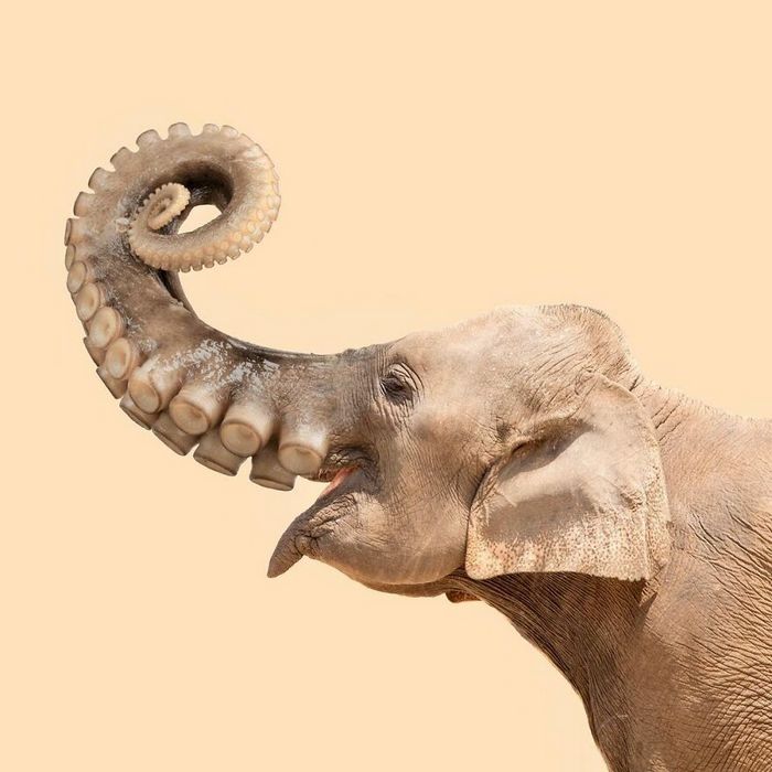 Esta agência de design transforma animais, plantas e outras coisas em imagens surreais usando o Photoshop (48 fotos) 36