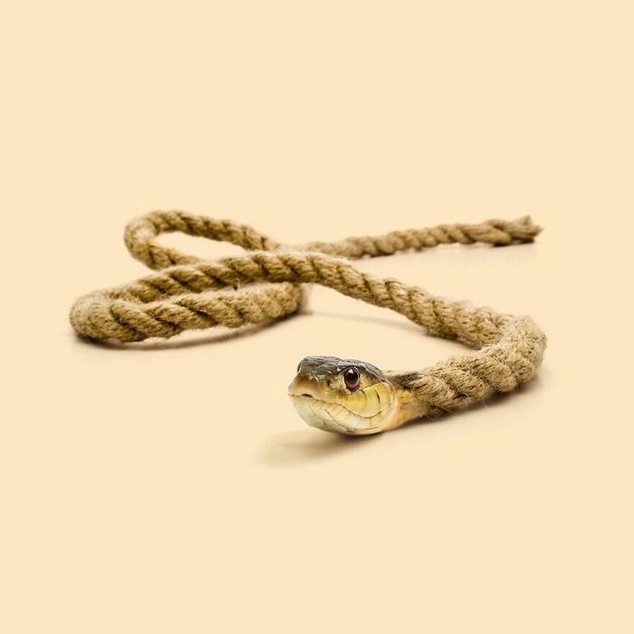 Esta agência de design transforma animais, plantas e outras coisas em imagens surreais usando o Photoshop (48 fotos) 37