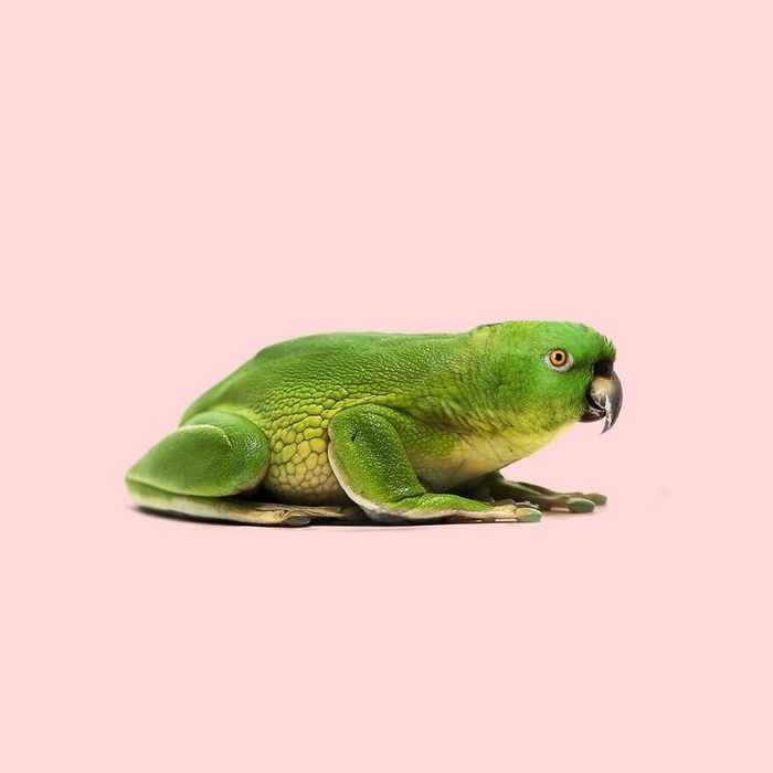 Esta agência de design transforma animais, plantas e outras coisas em imagens surreais usando o Photoshop (48 fotos) 45