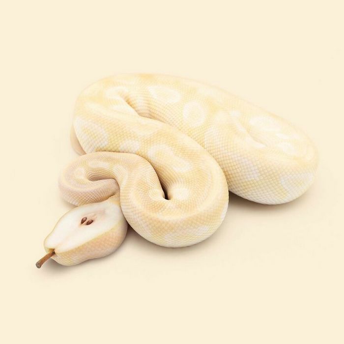 Esta agência de design transforma animais, plantas e outras coisas em imagens surreais usando o Photoshop (48 fotos) 48