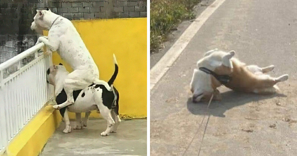 57 fotos hilárias de cachorro para colocar um sorriso em seu rosto