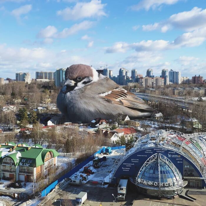 30 montagem de fotos inesperadas com animais gigantes por Vadim Solovyev 1