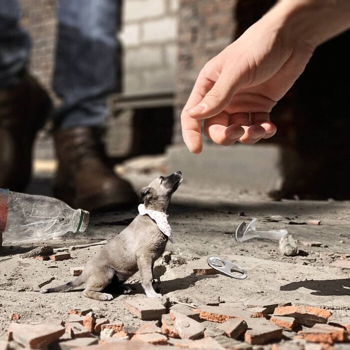 30 montagem de fotos inesperadas com animais gigantes por Vadim Solovyev 9