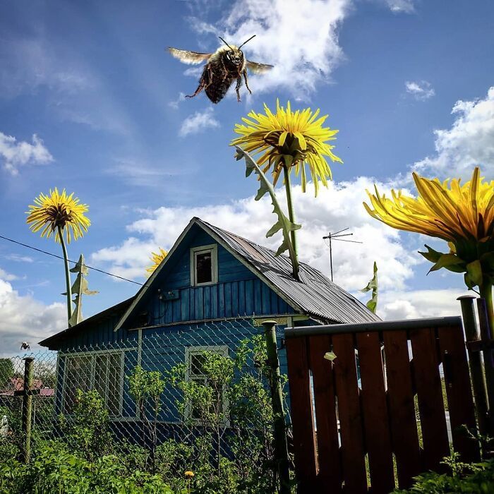 30 montagem de fotos inesperadas com animais gigantes por Vadim Solovyev 10