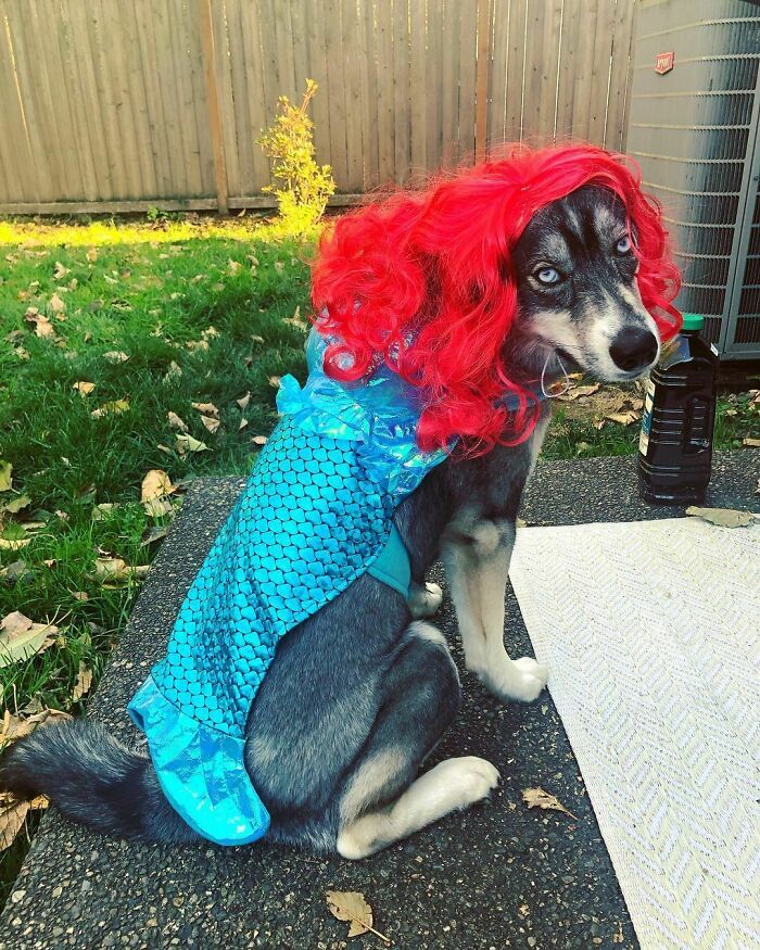 38 pessoas estão compartilhando fotos de seus cães usando perucas 1