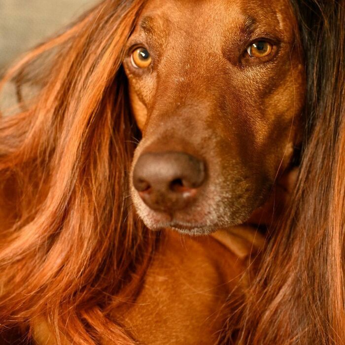 38 pessoas estão compartilhando fotos de seus cães usando perucas 5