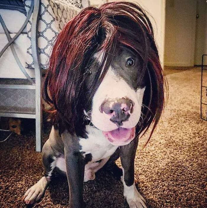 38 pessoas estão compartilhando fotos de seus cães usando perucas 6