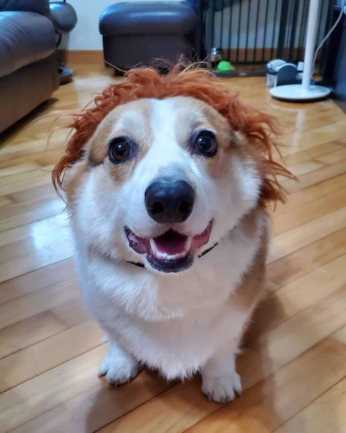 38 pessoas estão compartilhando fotos de seus cães usando perucas 8