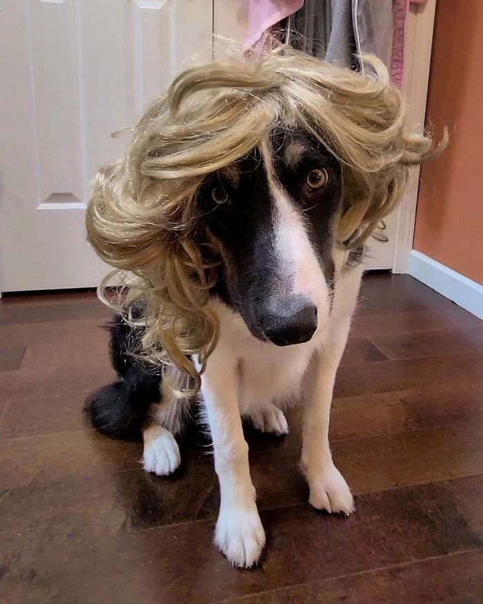 38 pessoas estão compartilhando fotos de seus cães usando perucas 20